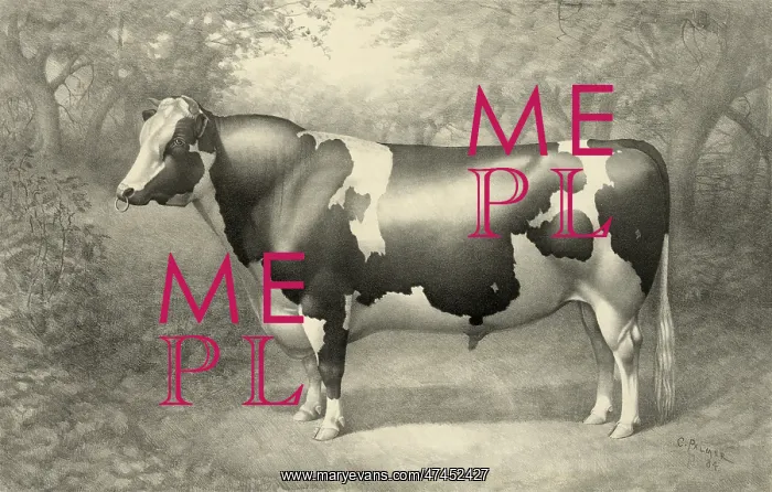 : Cow. Date c1884 Sept. 18