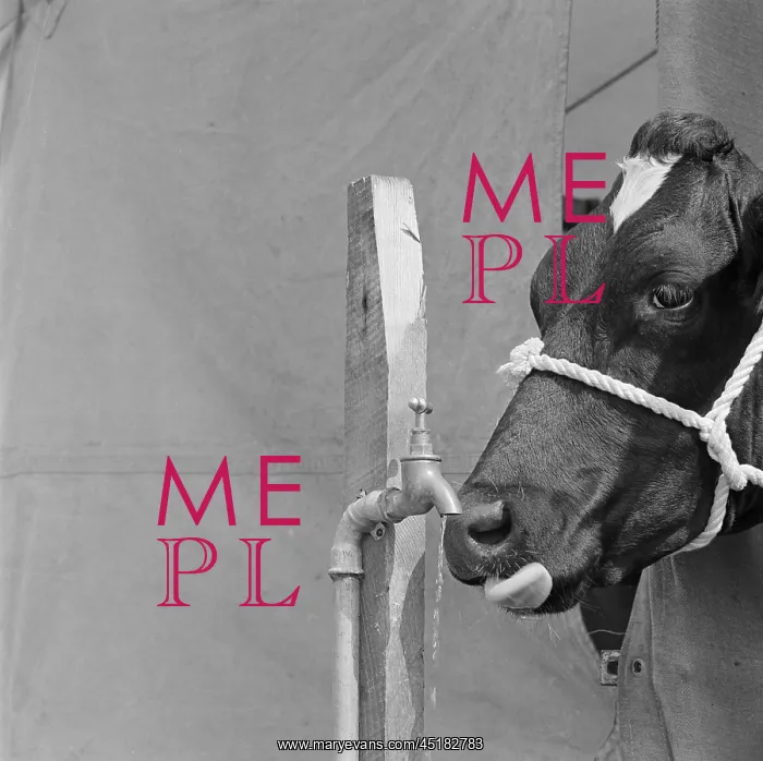 : Cow Drinking : Cow Drinking