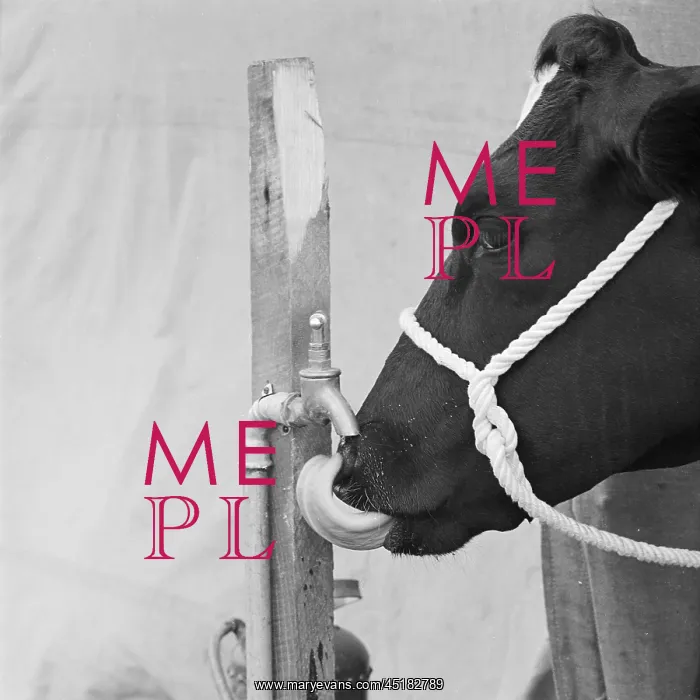 : Cow Drinking : Cow Drinking