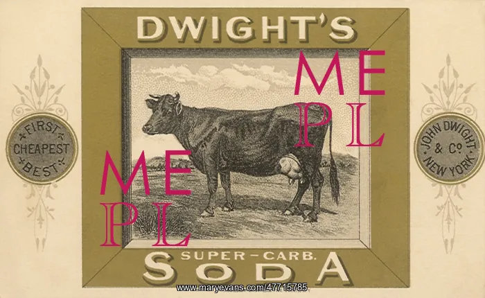  : Cow for Dwight's Soda