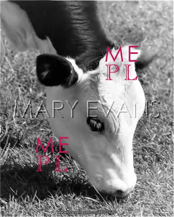  : A COW EATING GRASS