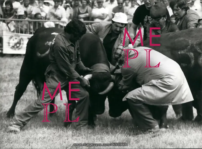 : Cow fighting in Switzerland : Cow fighting in Switzerland
