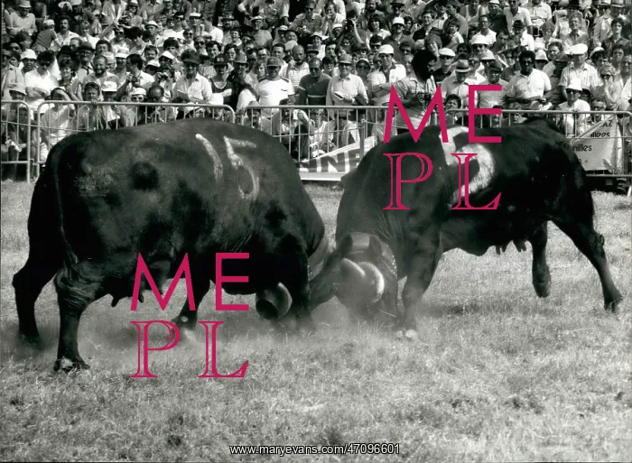 : Cow fighting in Switzerland : Cow fighting in Switzerland
