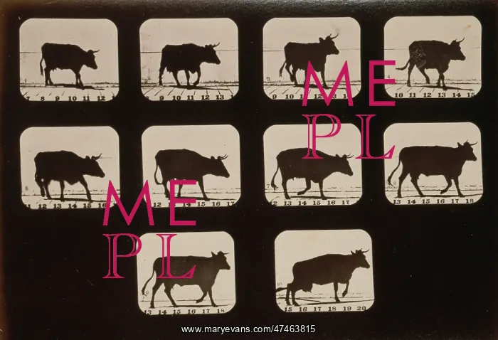 : Cow, irregular : Cow, irregular