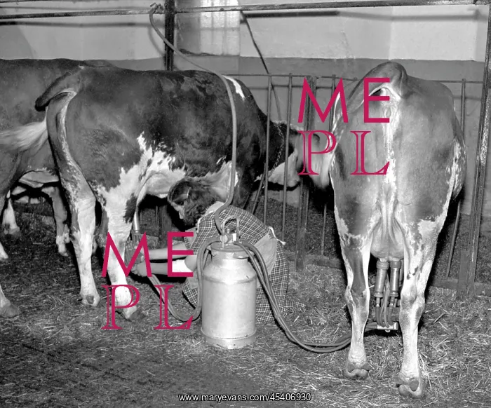 : Cow milking : Cow milking