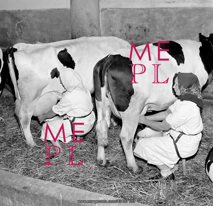 : Cow milking : Cow milking