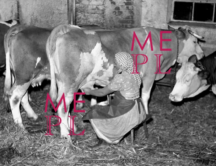 : Cow milking : Cow milking