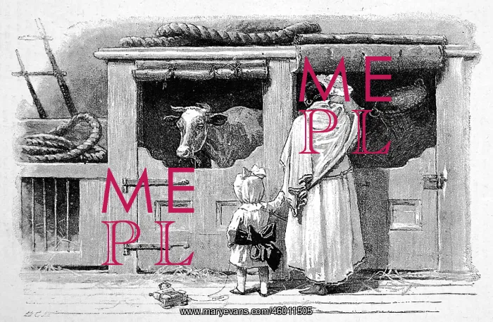 : Cow on a P&O steamer 1890 : Cow on a P&O steamer 1890