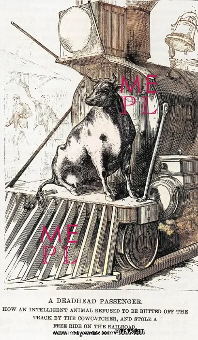 : Cow riding on a train : Cow riding on a train