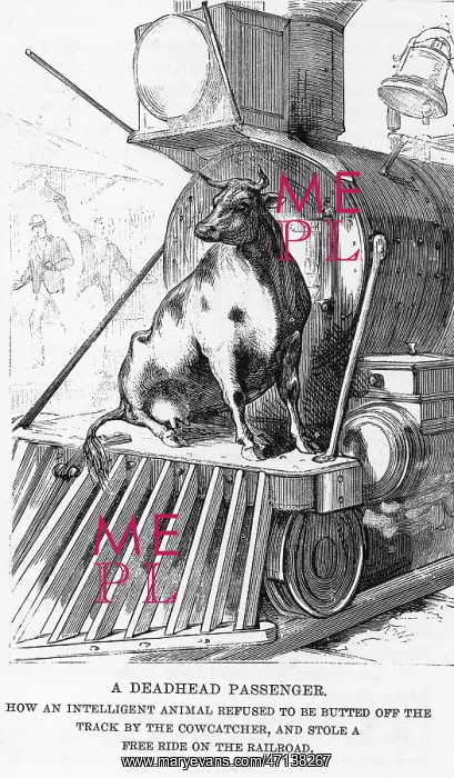 : Cow riding on a train : Cow riding on a train