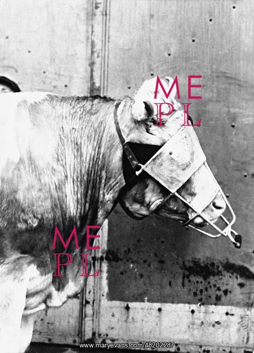 : Cow before slaughter : Cow before slaughter