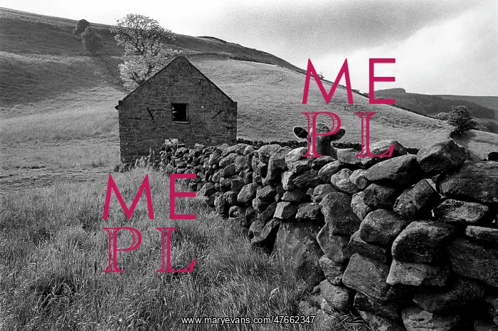 : Cow over stone wall, Yorkshire : Cow over stone wall, Yorkshire