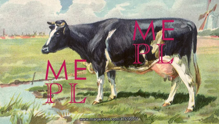  : Cow by Stream