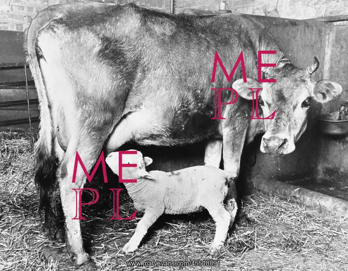 : Cow suckling lamb : Cow suckling lamb