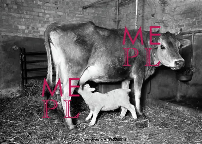 : Cow suckling lamb : Cow suckling lamb