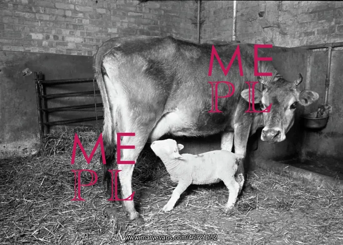 : Cow suckling lamb : Cow suckling lamb