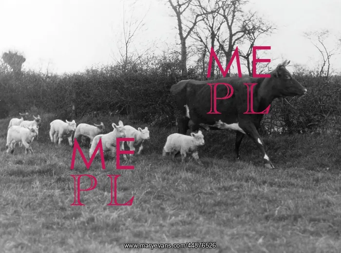 : COW SUCKLING LAMBS : COW SUCKLING LAMBS