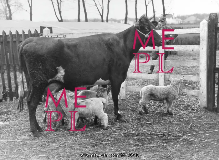 : COW SUCKLING LAMBS : COW SUCKLING LAMBS
