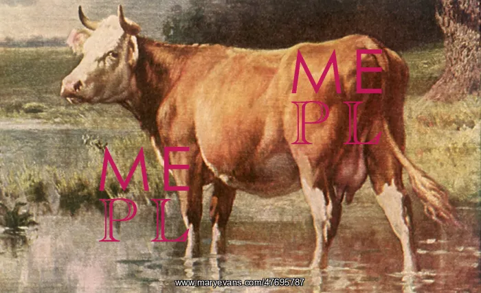  : Cow Wading