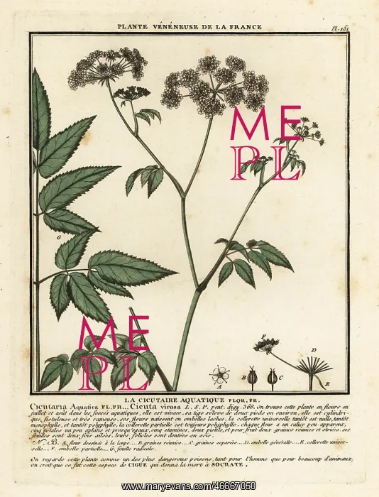 : Cowbane, Cicuta virosa : Cowbane, Cicuta virosa