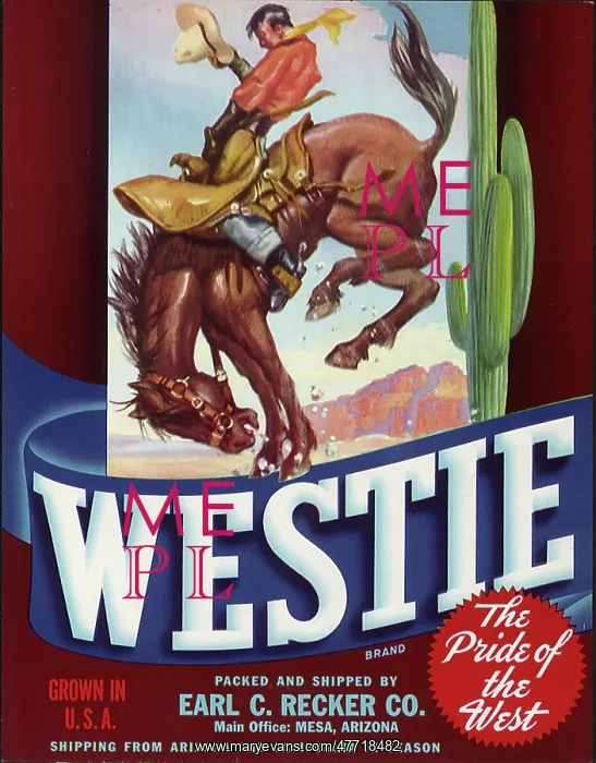 : Cowboy on Bucking Horse