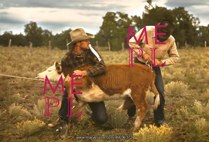 : Cowboys - rodeo - calf - fair : Cowboys - rodeo - calf - fair