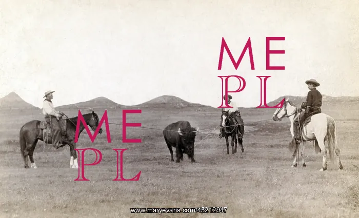 : Cowboys, roping a buffalo on the plains, ? : Cowboys, roping a buffalo on the plains, ?