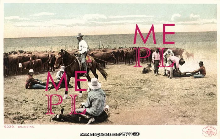  : Cowboys Roping Calves with Herd