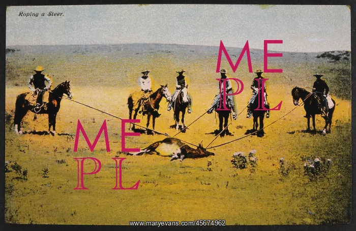: Cowboys - West - Steer - Cattle - Historical : Cowboys - West - Steer - Cattle - Historical