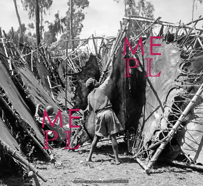 : Cowhides are being dried : Cowhides are being dried