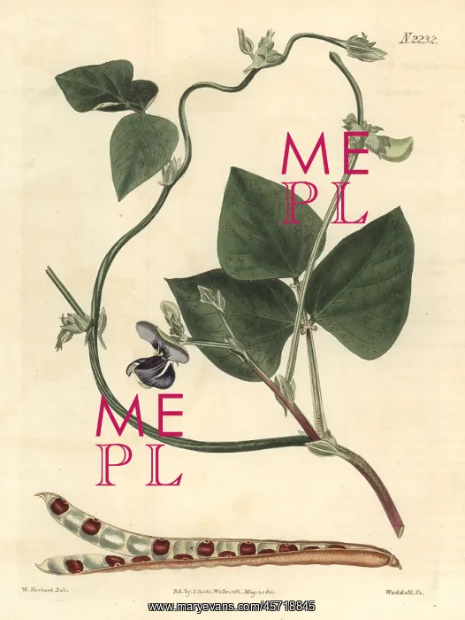  : Cowpea, Vigna unguiculata