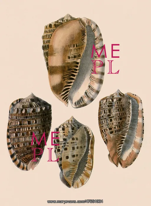  : Cowry Helmets