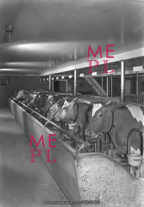 : Cows - Animals - Livestock - Barn : Cows - Animals - Livestock - Barn