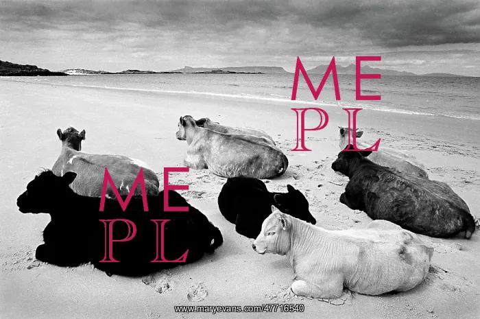 : Cows on beach, Scotland : Cows on beach, Scotland