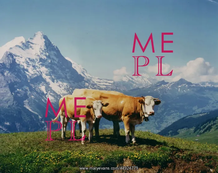  : Two cows with bells round their necks in Alpine scenery