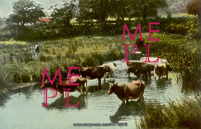  : Cows in Bog