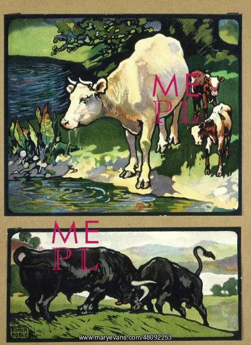  : Cows, calves and bulls
