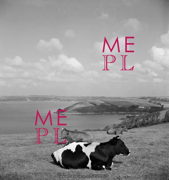 : Cows in Cornwall : Cows in Cornwall