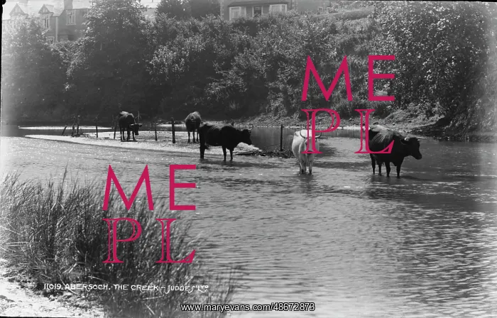 : Cows in the Creek : Cows in the Creek