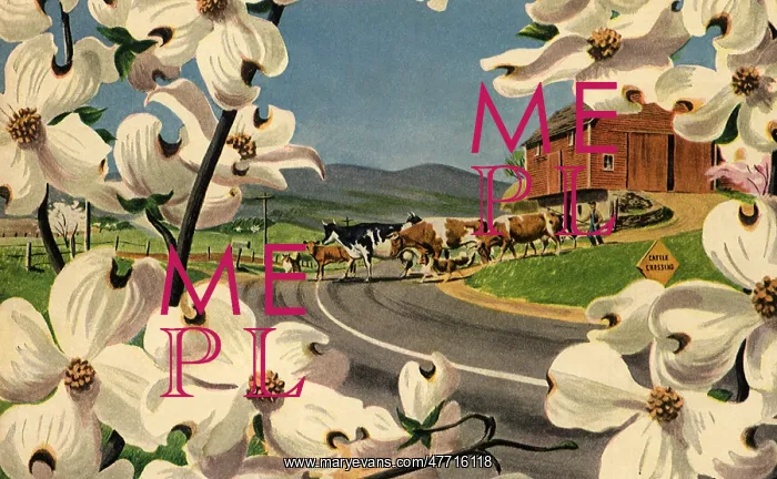  : Cows Cross Highway