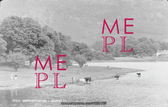 : Cows by Derwentwater : Cows by Derwentwater