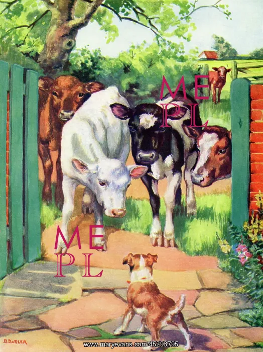 : Cows and a dog : Cows and a dog