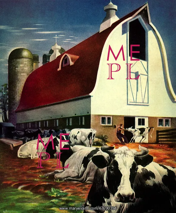  : Cows on Farm