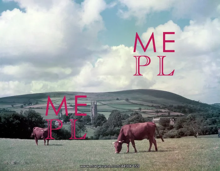 : Cows in a field, Widecombe-in-the-Moor, Devon : Cows in a field, Widecombe-in-the-Moor, Devon