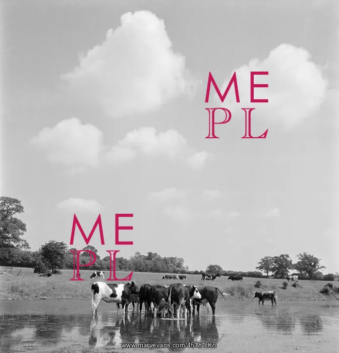 : Cows In A Flooded Field : Cows In A Flooded Field
