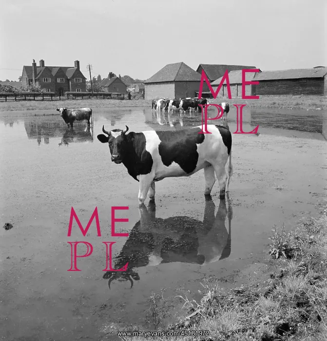 : Cows In A Flooded Field : Cows In A Flooded Field