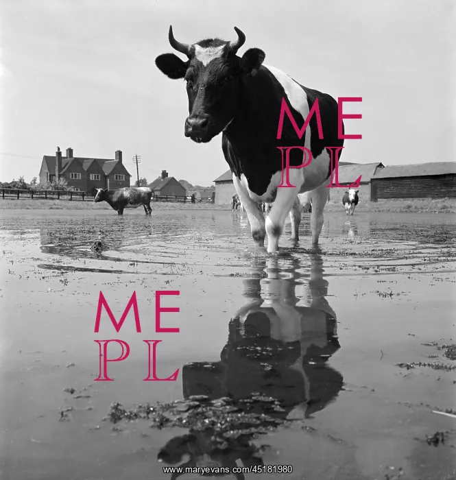 : Cows In A Flooded Field : Cows In A Flooded Field