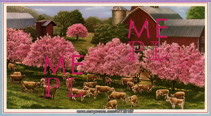  : Cows Graze on Farm