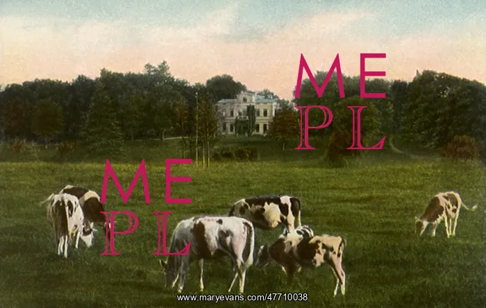  : Cows Grazing