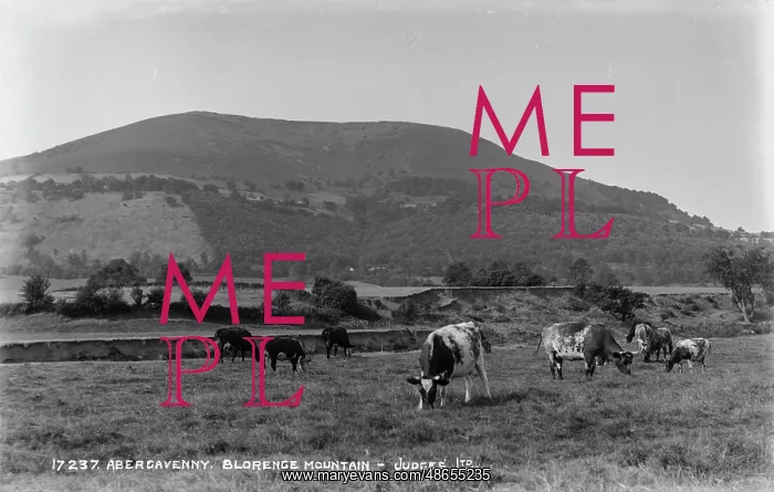 : Cows Grazing at Blorenge Mountain : Cows Grazing at Blorenge Mountain
